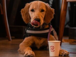 dog with a puppuccino