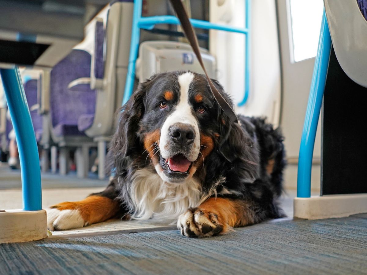 Could Dogs Soon Be Allowed on NSW Trains? Dog on a NSW train for pet-friendly train petition article